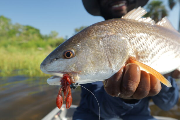 Mangrove Snapper fishing in Tampa Bay Florida
