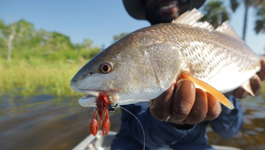Mangrove Snapper fishing in Tampa Bay Florida
