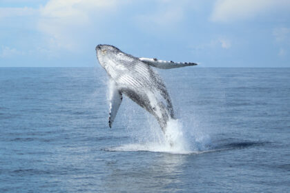 Juneau AK whale watching