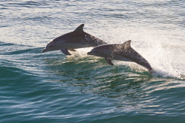 Marco Island boat tours dolphin watching