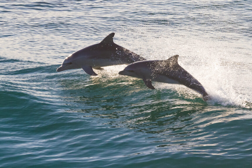Marco Island boat tours dolphin watching