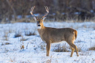Alberta Mule Deer Hunts